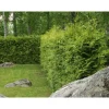 Kartiotuija Thuja occ. Viheraarni Brabant 180-200