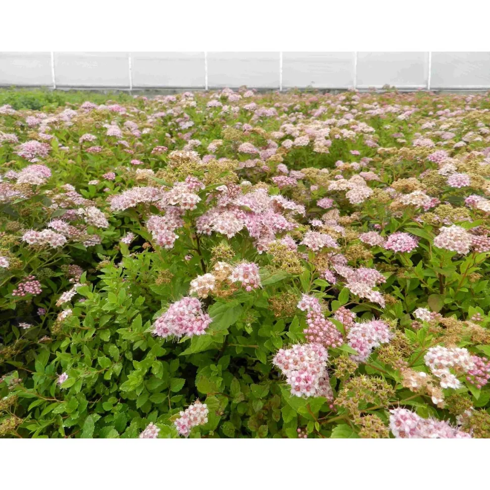 Keijuangervo Spiraea jap. Viheraarni Little Princess