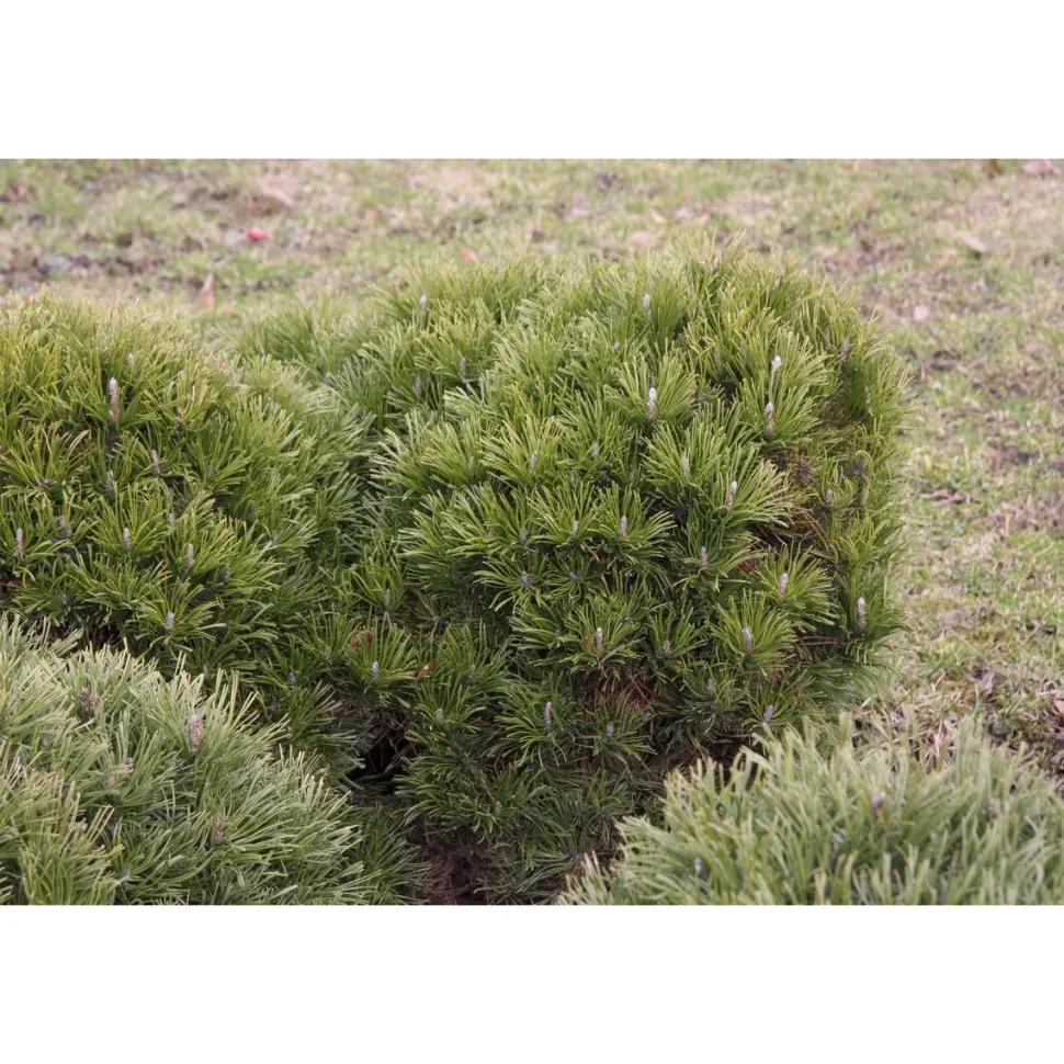 Kääpiövuorimänty Pinus mugo var. Pumilio Viheraarni 25-30