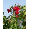Neilikkaruusu Rosa Viheraarni F.J. Grootendorst