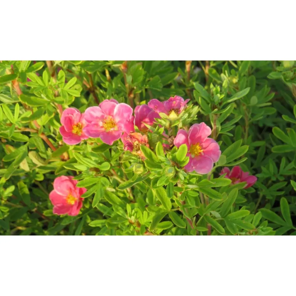 Pensashanhikki Viheraarni Dasiphora Fruticosa Pink Paradise