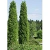 Pilarikataja Viheraarni Juniperus Communis Pyramidalis 100-120