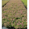 Tummakeijuangervo Spiraea jap. Viheraarni Manon